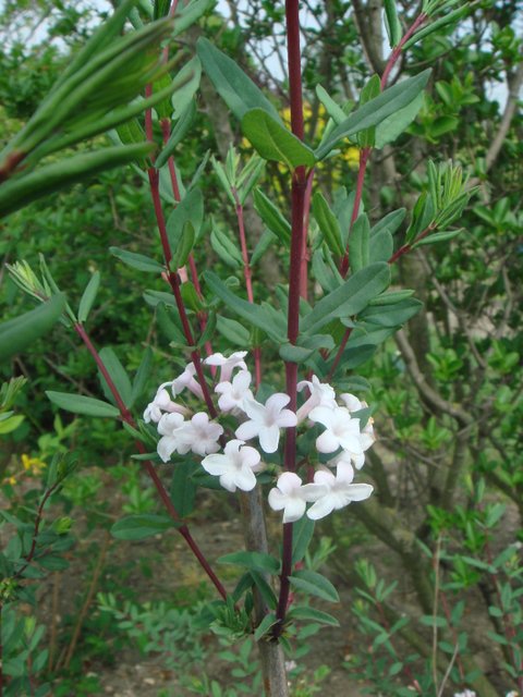 Lonicera standishii fleur